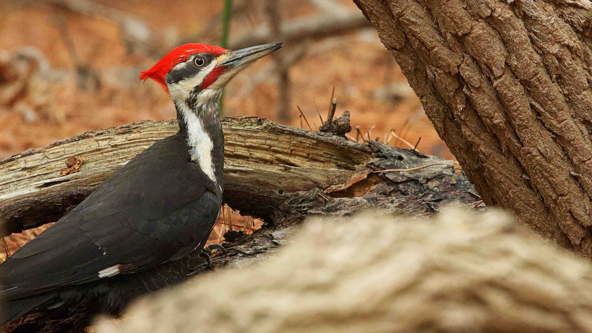 Pileated Woodpecker - Gregory Gough 🦚