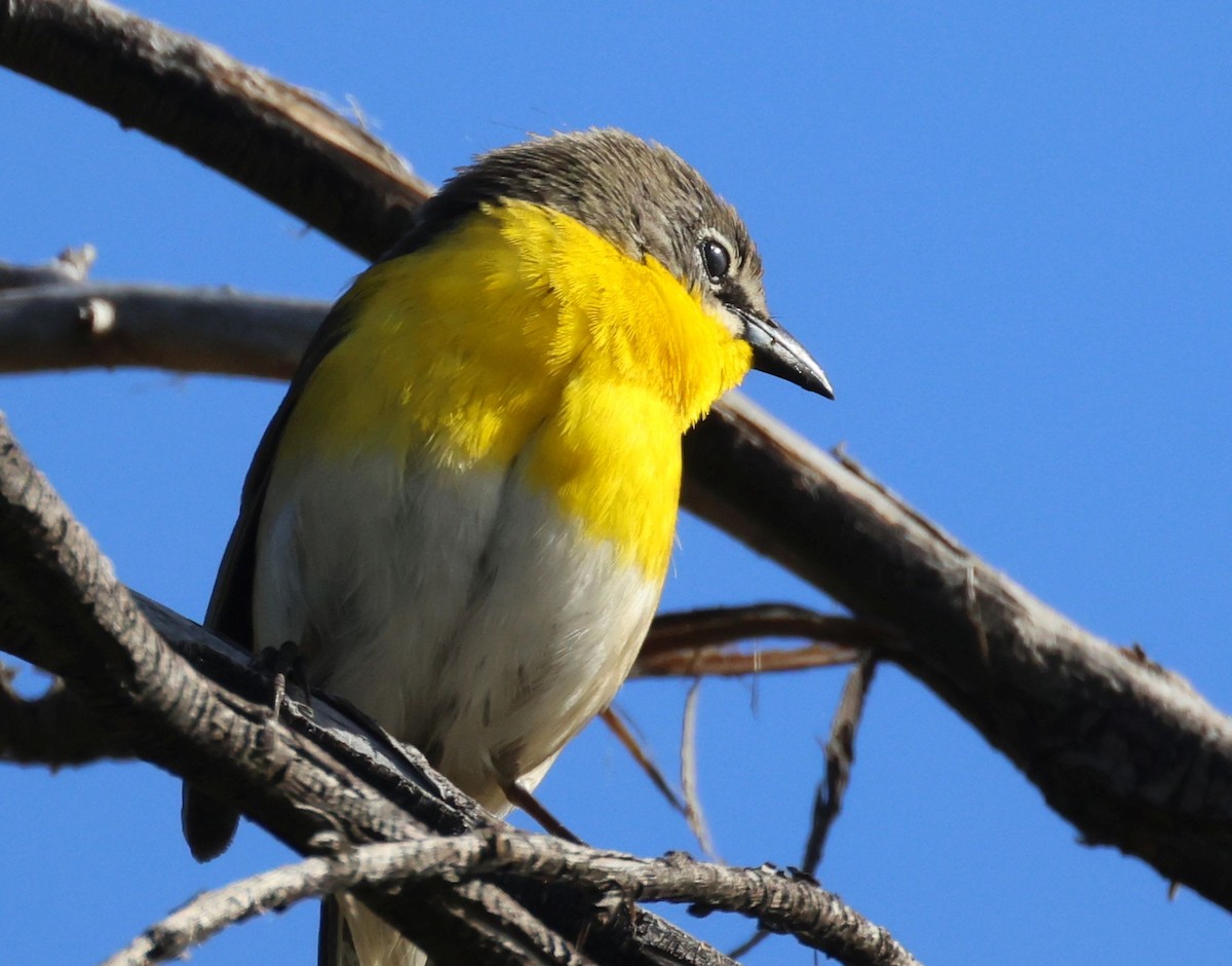 Yellow-breasted Chat - ML618562489