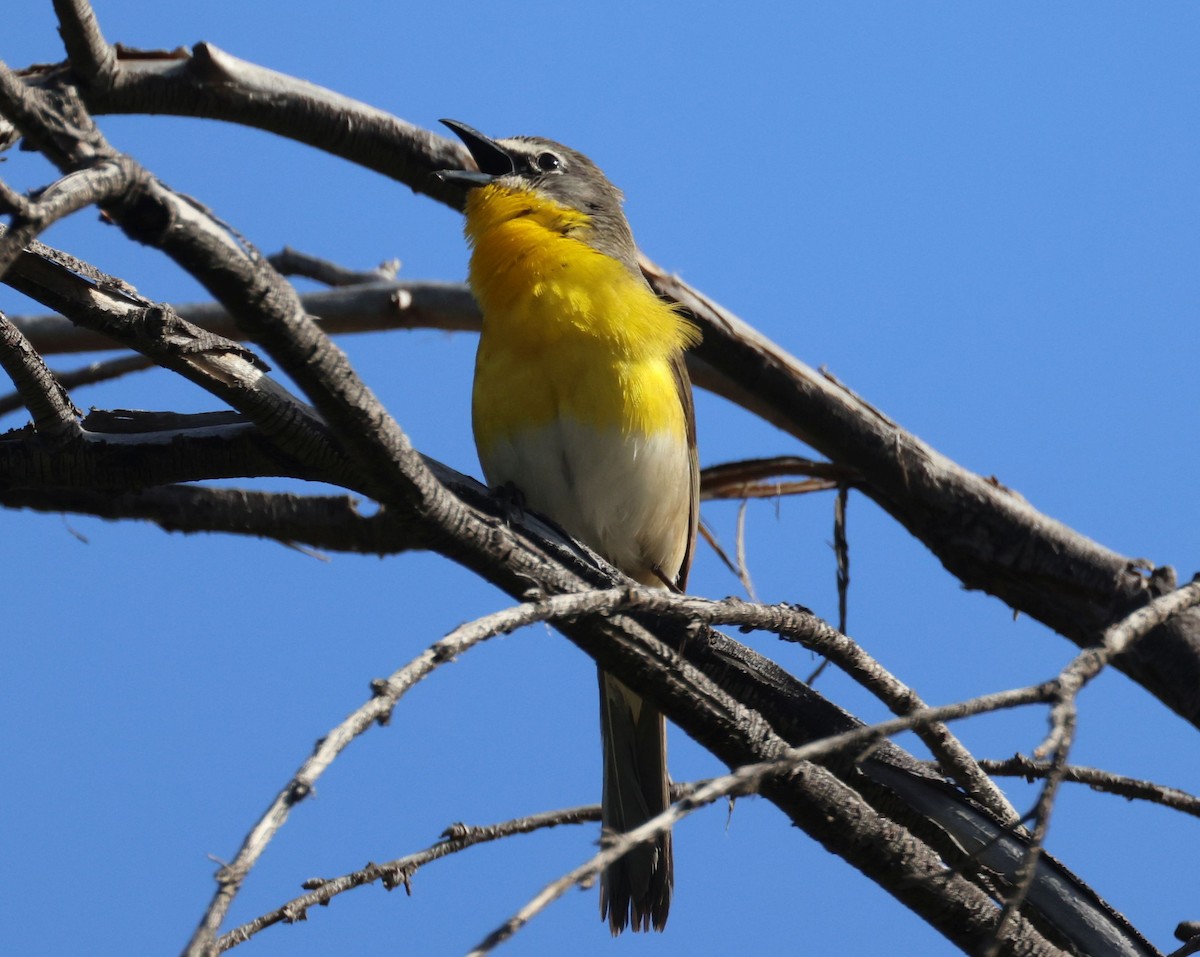 Yellow-breasted Chat - ML618562490