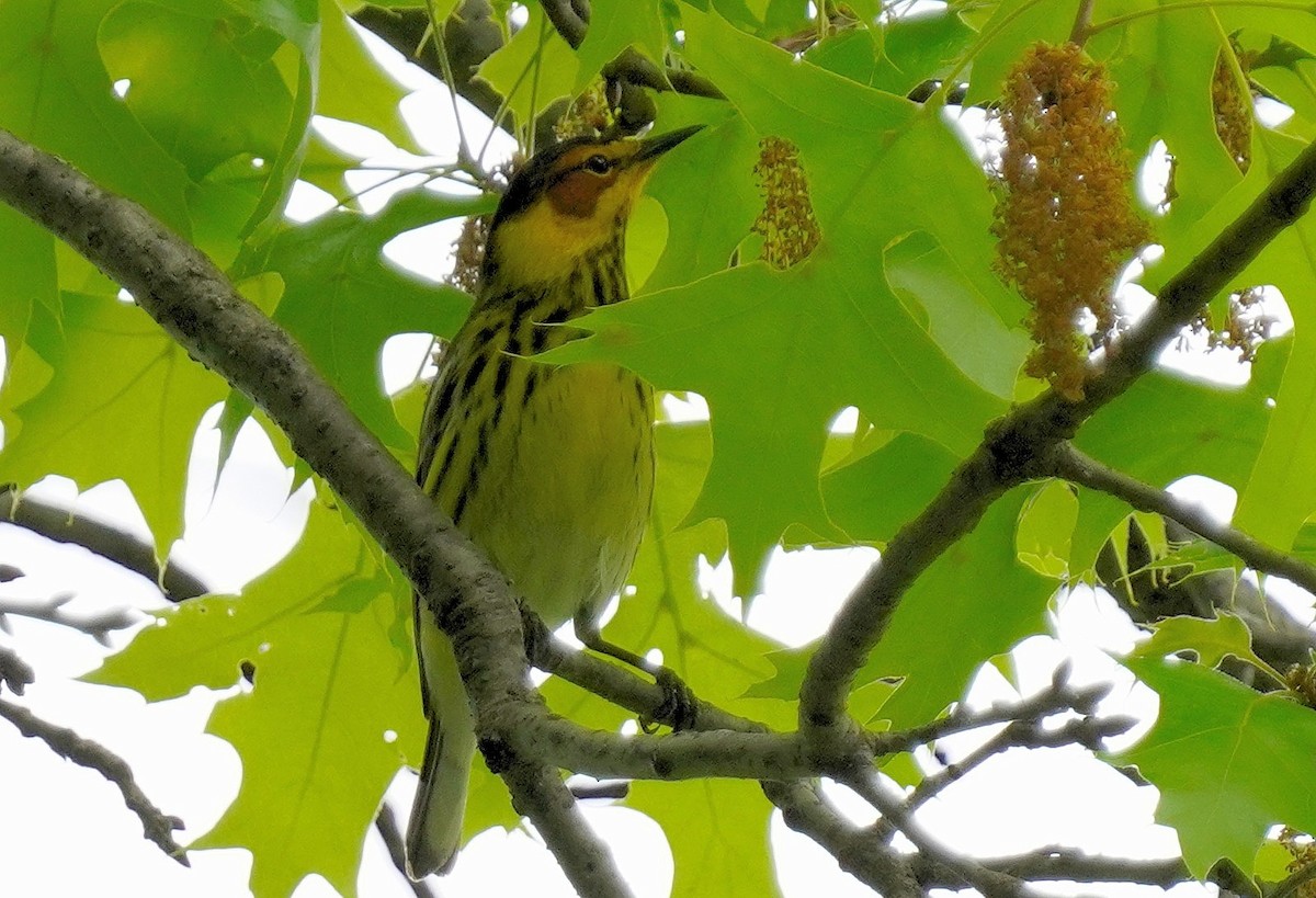 Cape May Warbler - ML618562501