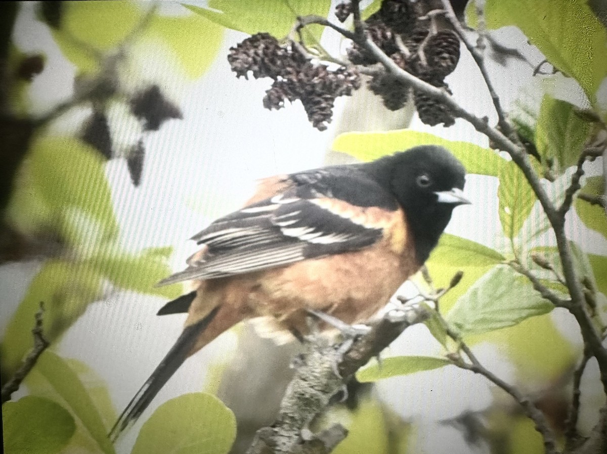 Orchard Oriole - ML618562507