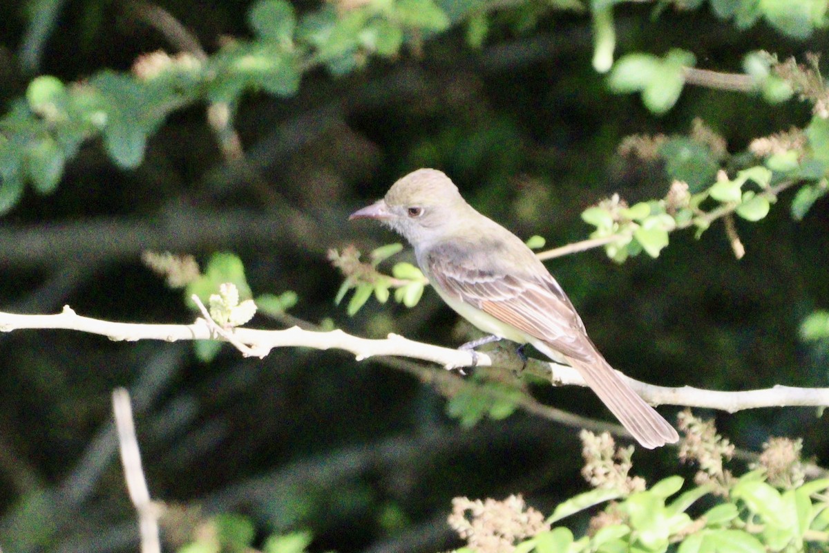 Great Crested Flycatcher - ML618562516