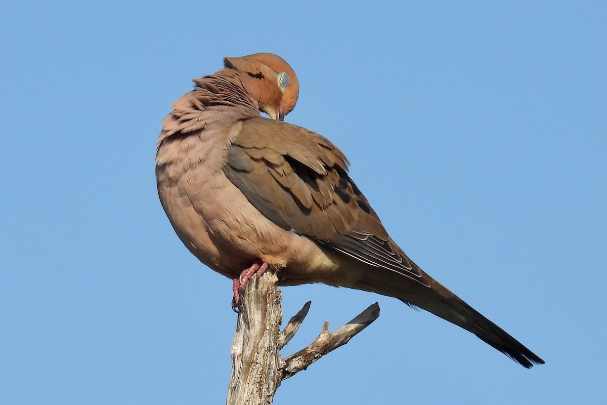 Mourning Dove - Judith A. Kennedy