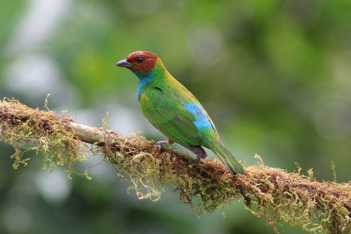 Bay-headed Tanager - ML618562534