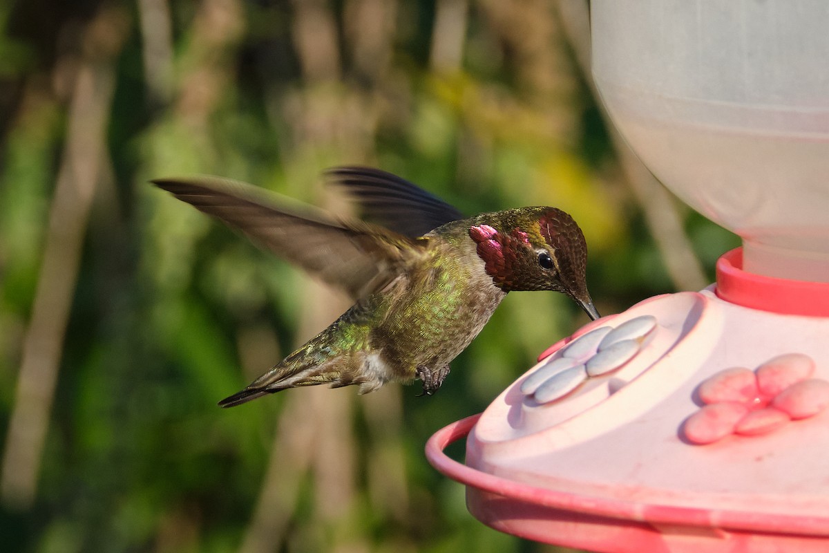 Anna's Hummingbird - ML618562538