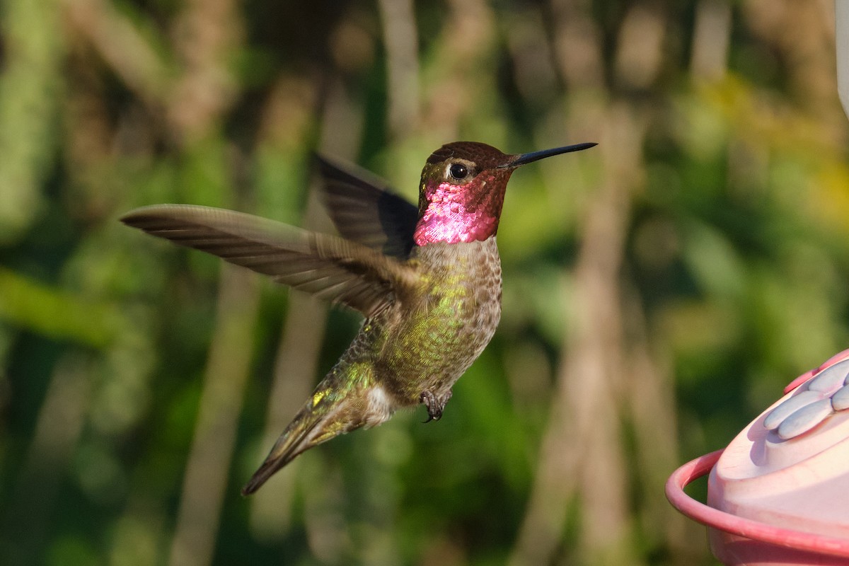Anna's Hummingbird - ML618562539