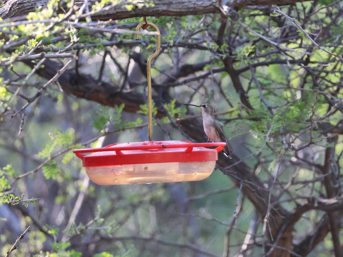 Broad-billed Hummingbird - ML618562540