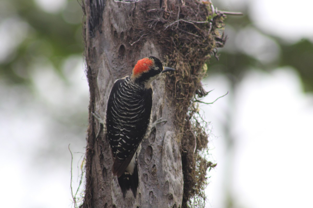 Black-cheeked Woodpecker - ML618562565