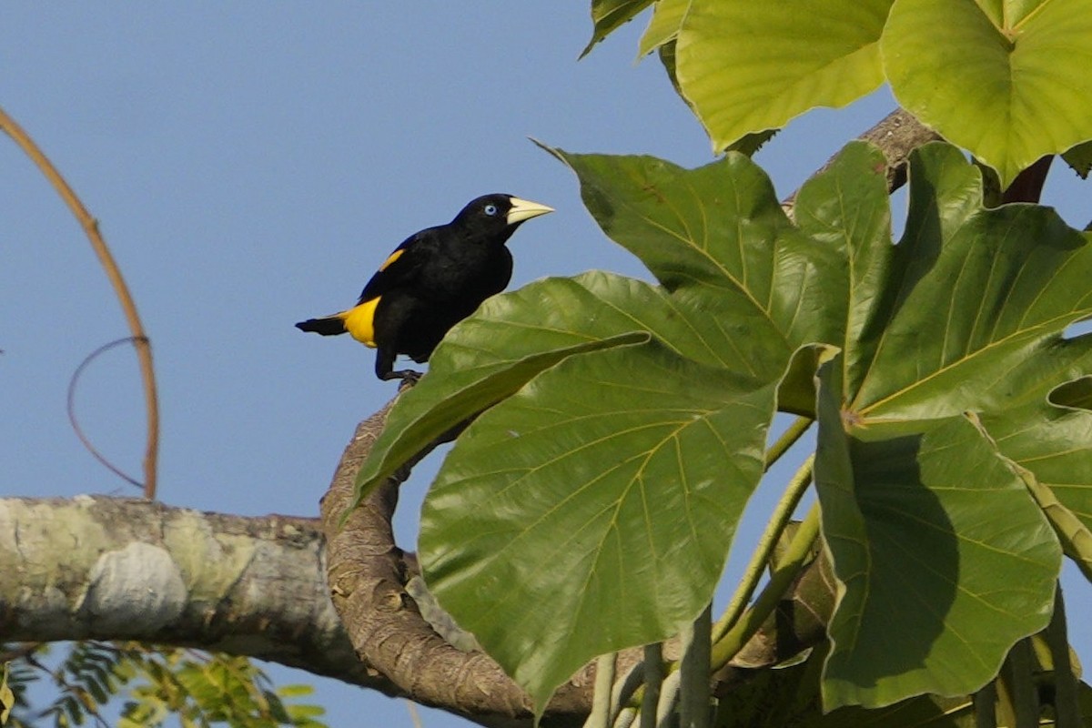 Yellow-rumped Cacique - ML618562572