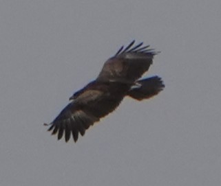 Lesser Spotted Eagle - ML618562585