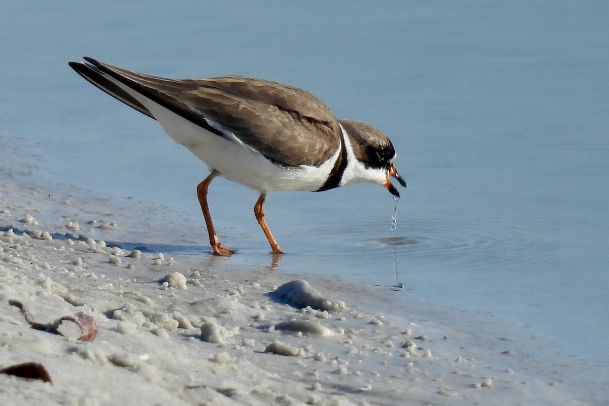 Semipalmated Plover - ML618562618