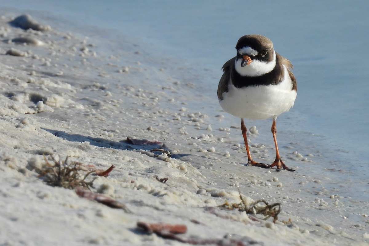 Semipalmated Plover - ML618562619