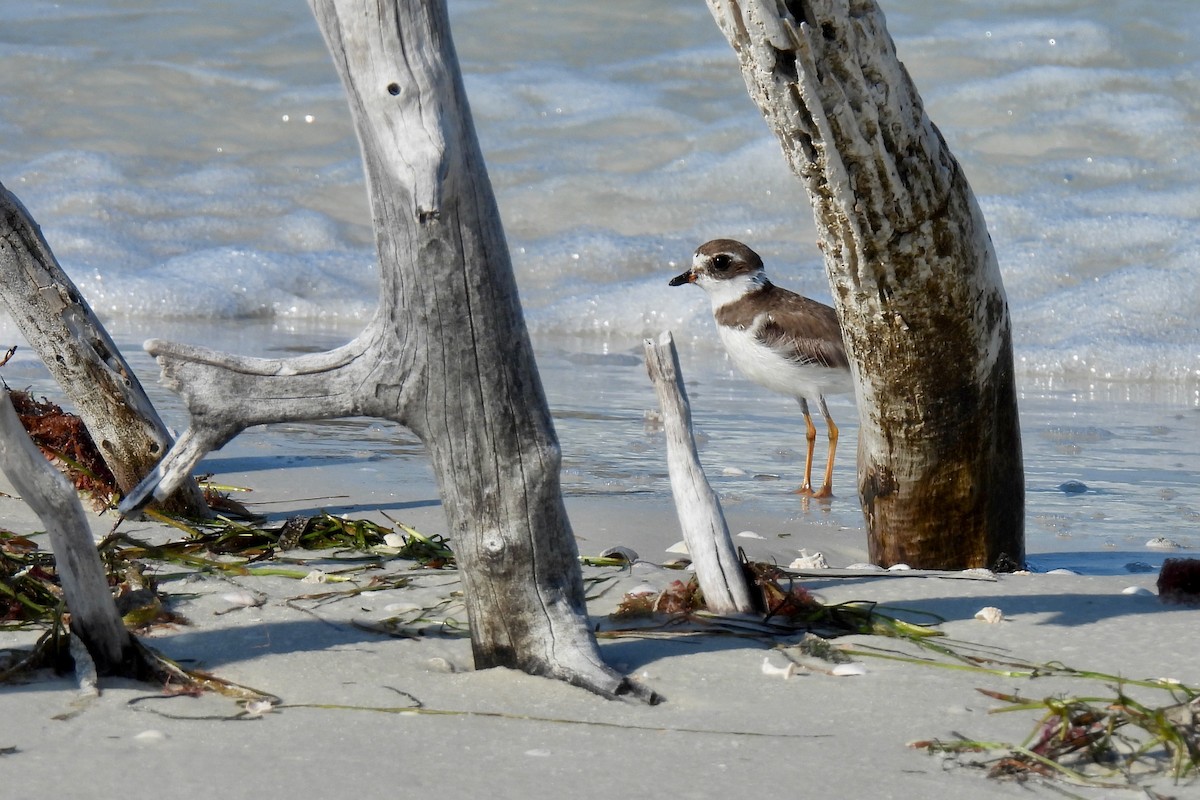 Semipalmated Plover - ML618562620