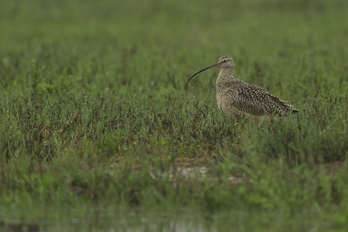 Long-billed Curlew - ML618562621
