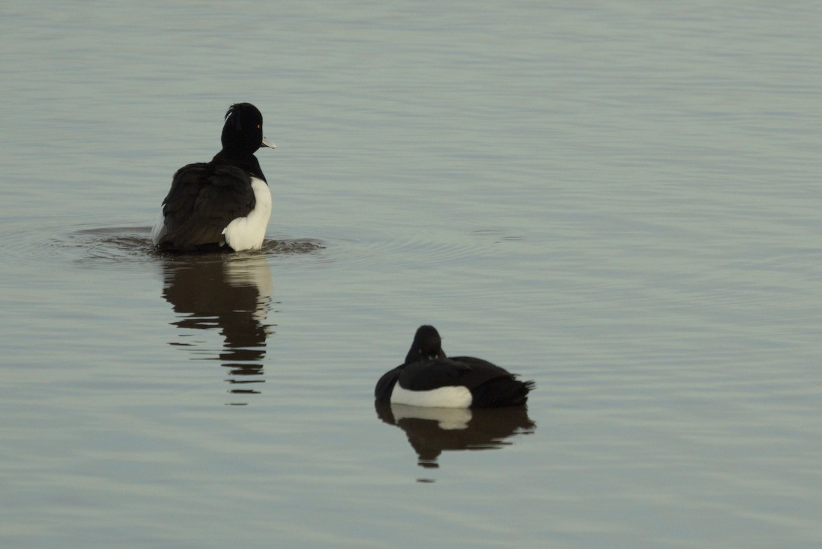 Tufted Duck - ML618562630
