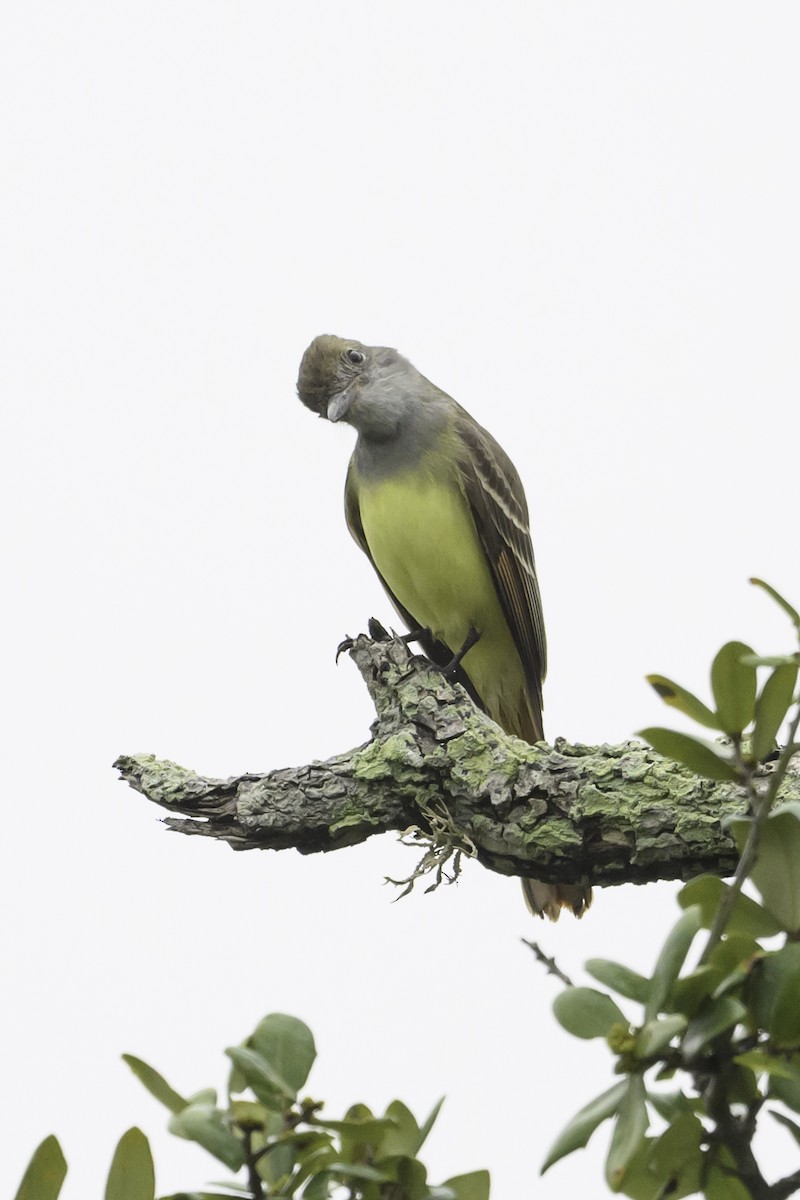 Great Crested Flycatcher - ML618562660