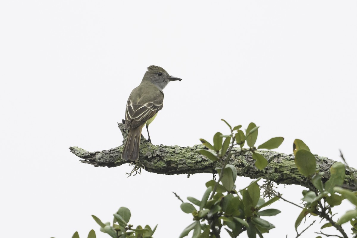 Great Crested Flycatcher - ML618562661
