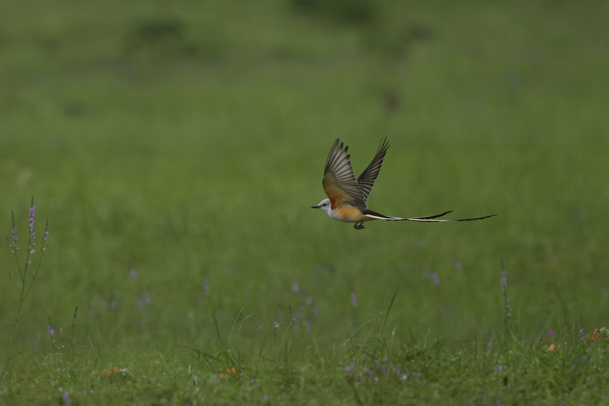Scissor-tailed Flycatcher - Amy Hudechek