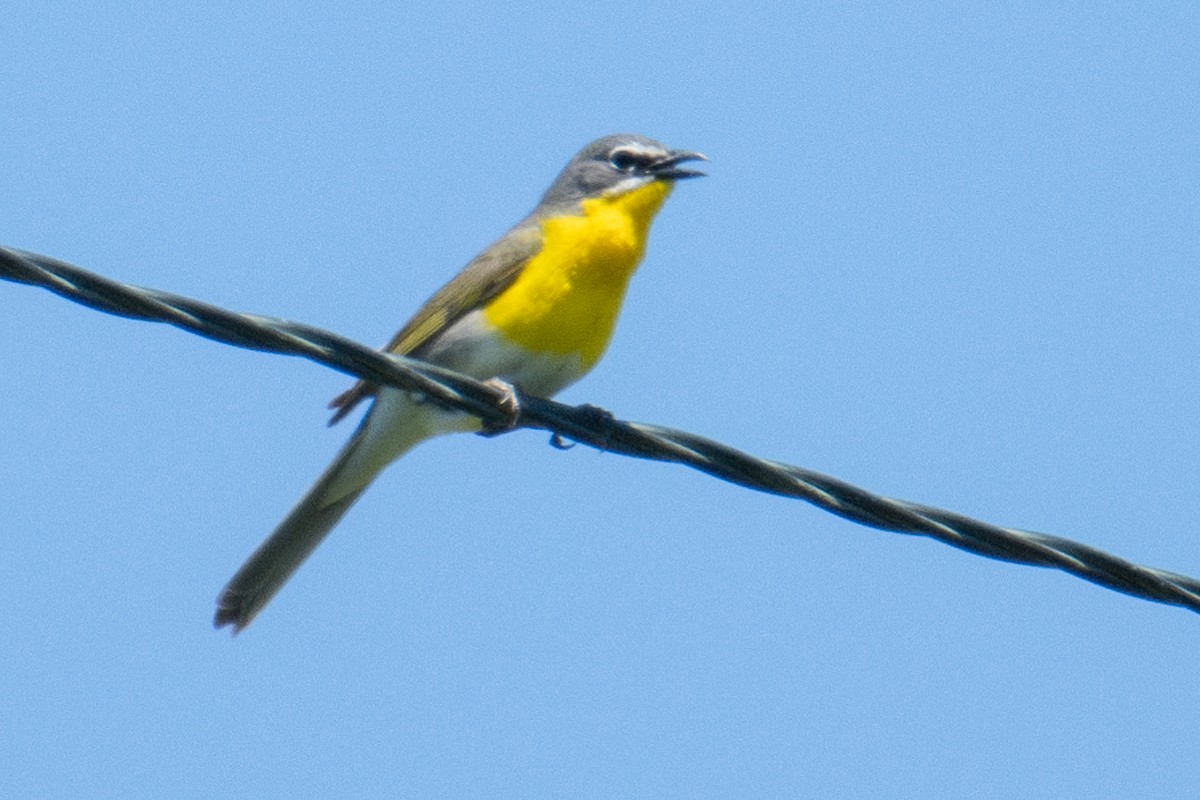 Yellow-breasted Chat - ML618562694