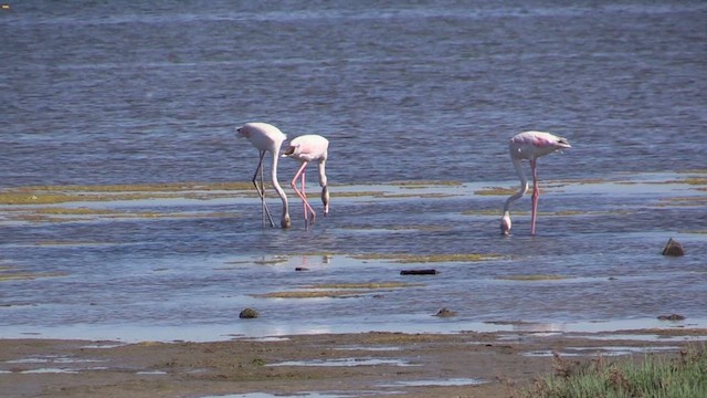 Greater Flamingo - ML618562709