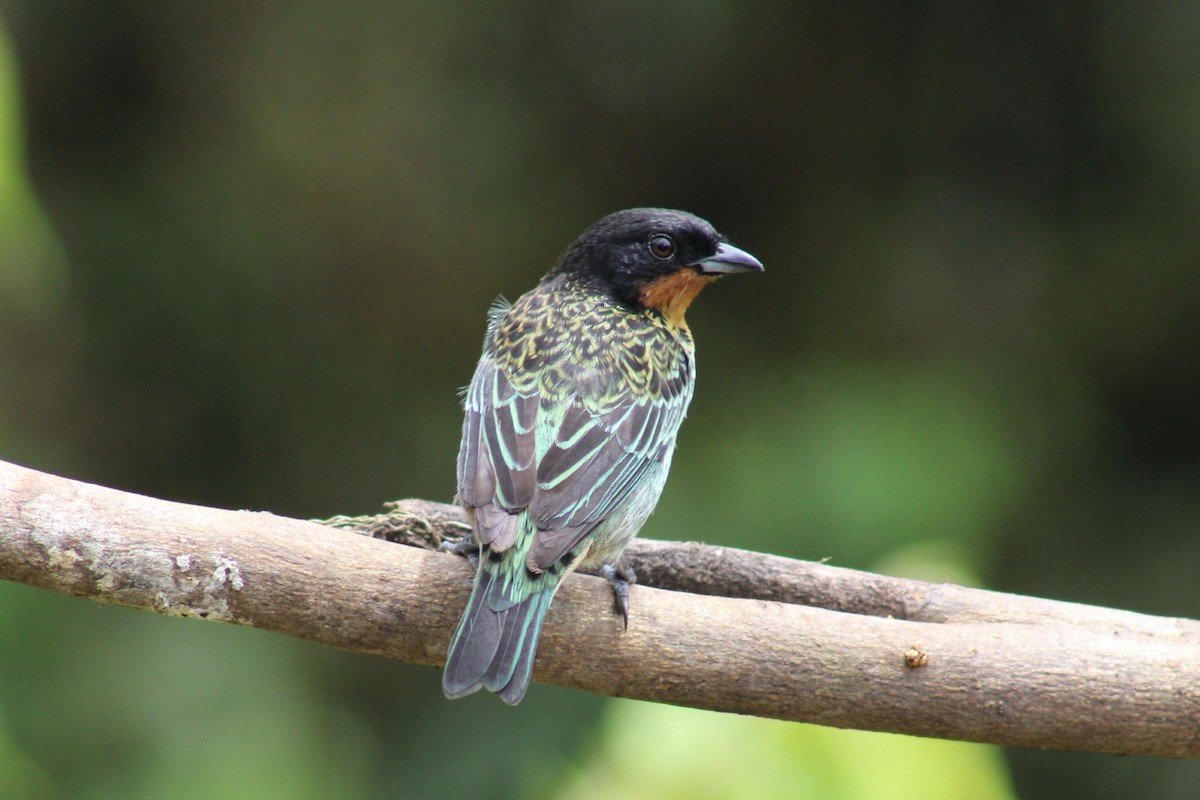 Rufous-throated Tanager - ML618562748