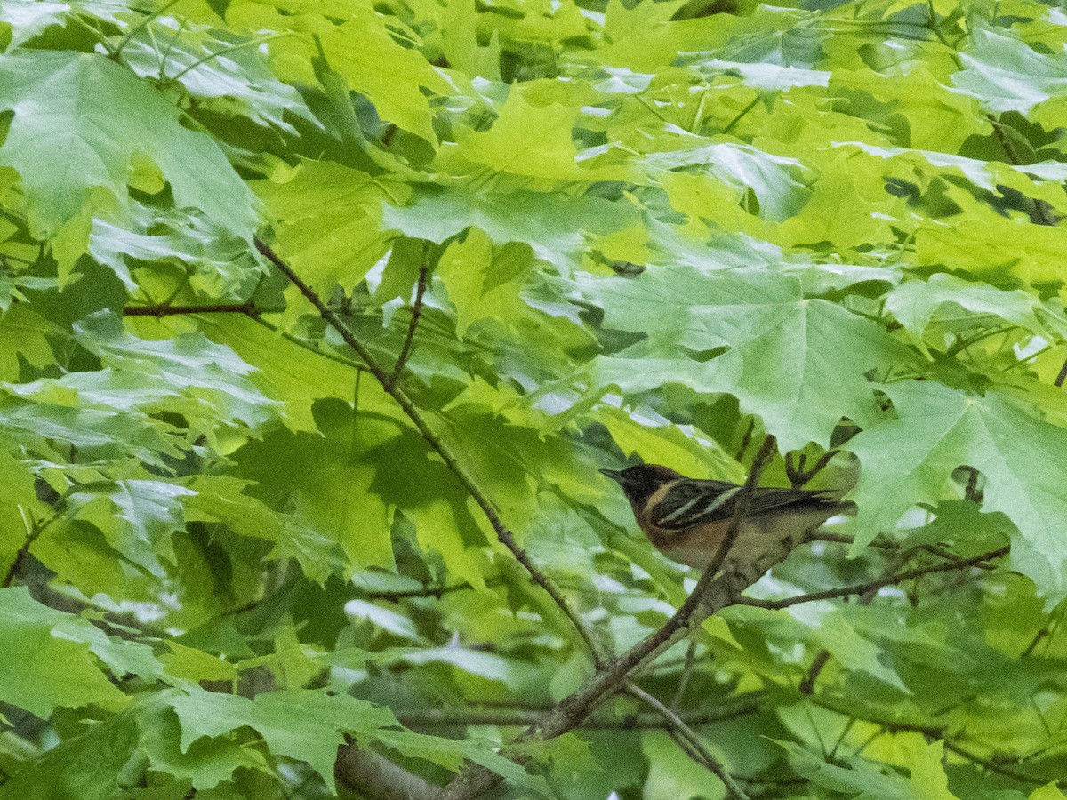 Bay-breasted Warbler - ML618562773