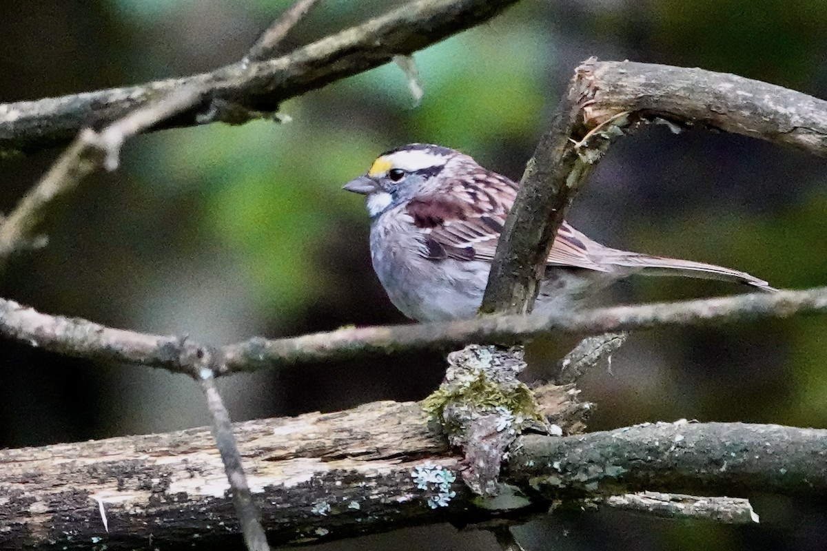White-throated Sparrow - ML618562784