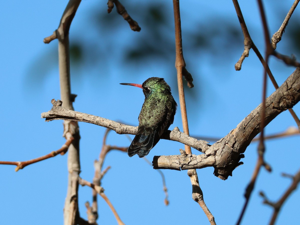 Broad-billed Hummingbird - ML618562794