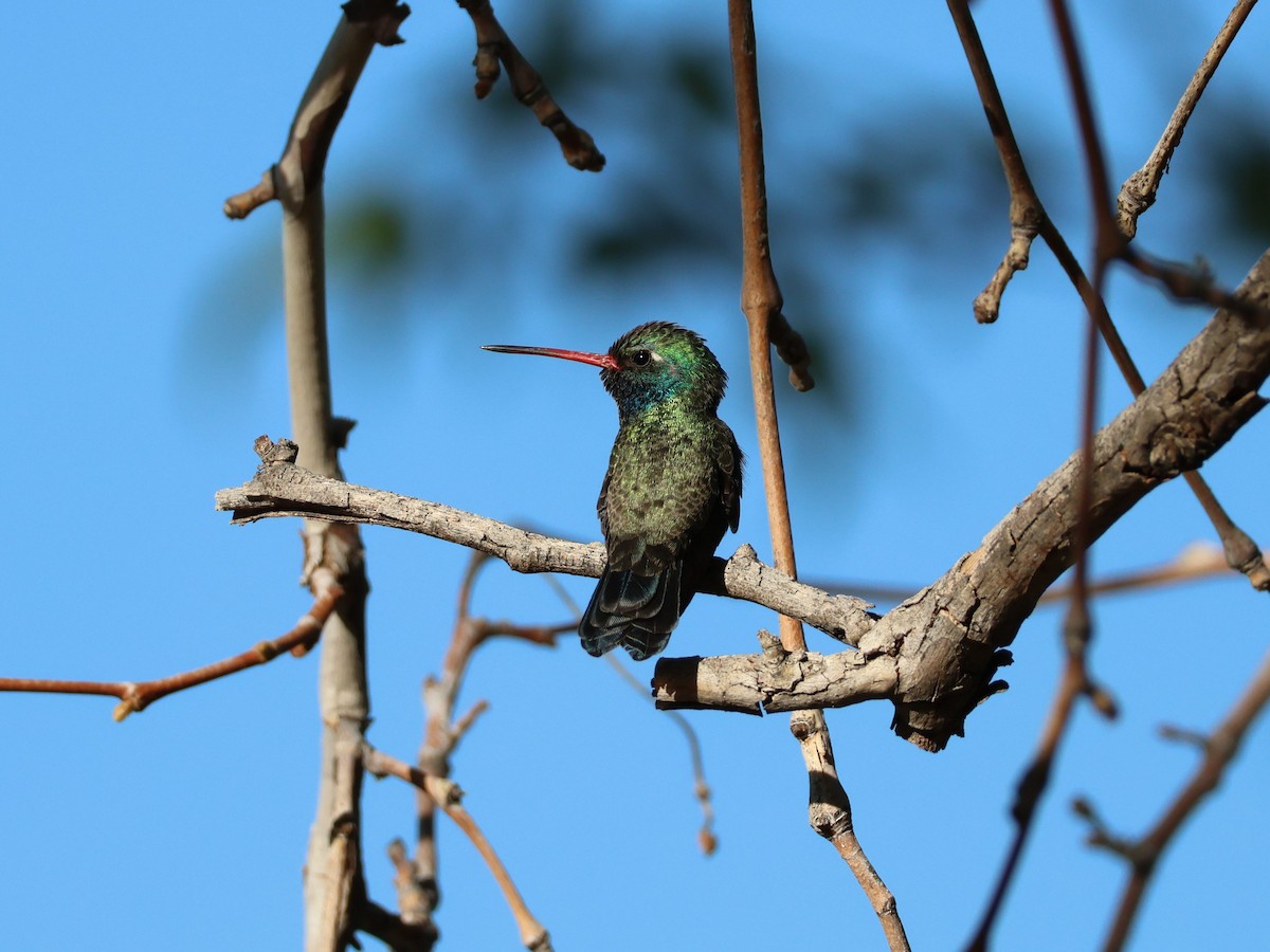 Broad-billed Hummingbird - ML618562795