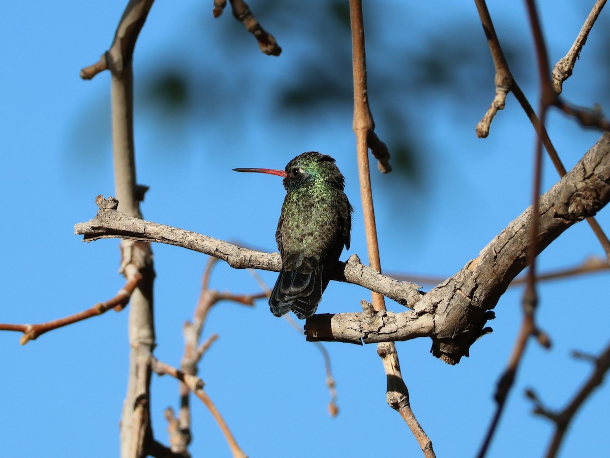 Broad-billed Hummingbird - ML618562796