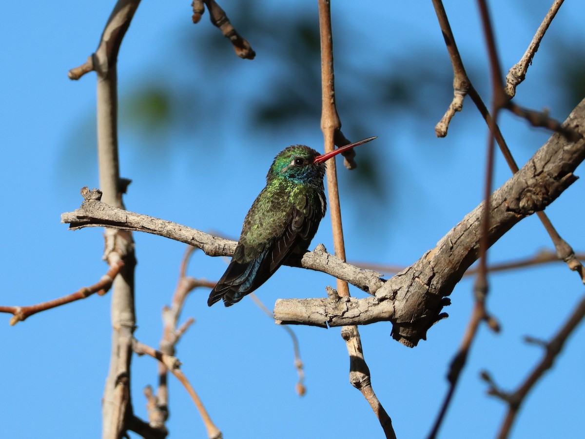 Broad-billed Hummingbird - ML618562798