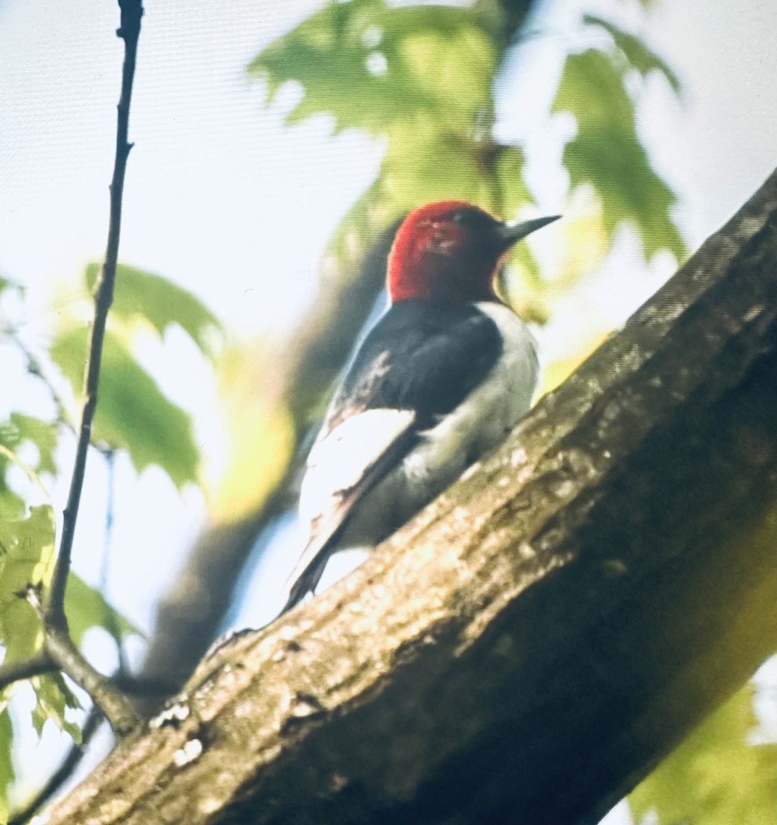 Red-headed Woodpecker - ML618562832