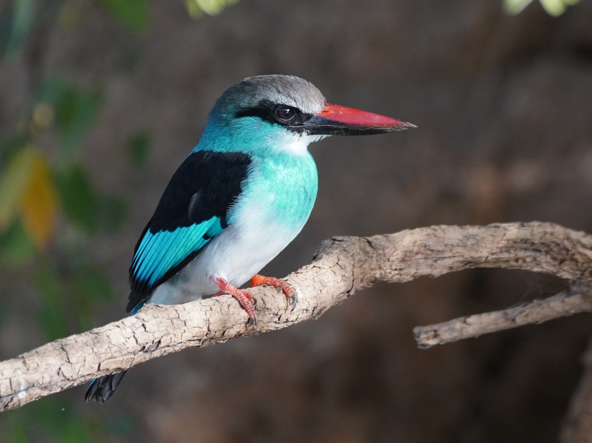 Blue-breasted Kingfisher - ML618562852