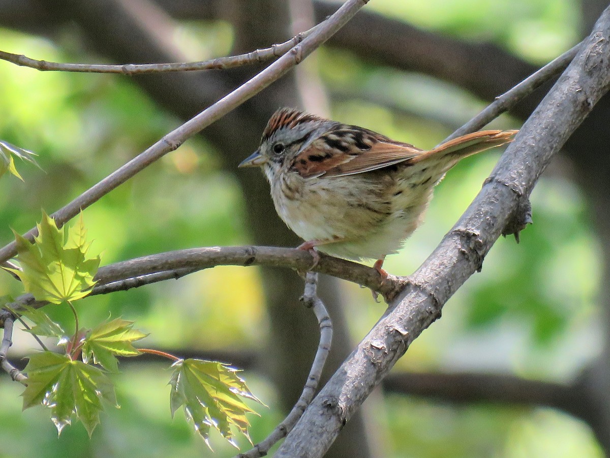 Swamp Sparrow - Maureen Burkle
