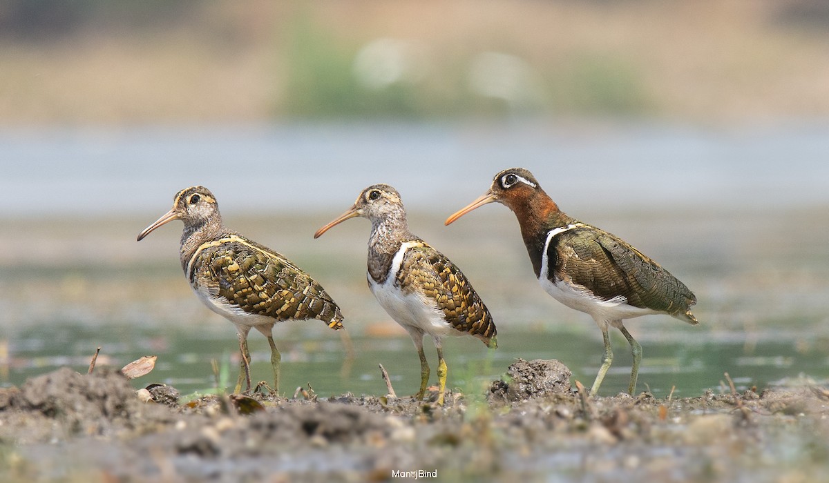 Greater Painted-Snipe - ML618562857