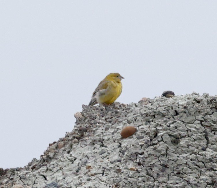 Patagonian Yellow-Finch - ML618562896