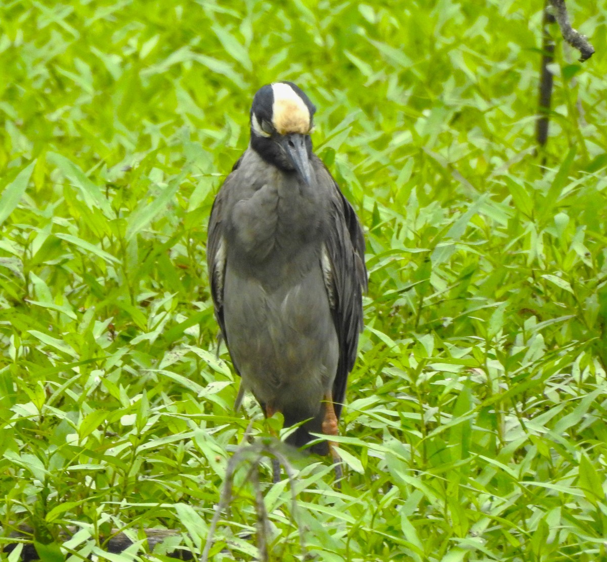 Yellow-crowned Night Heron - ML618562925