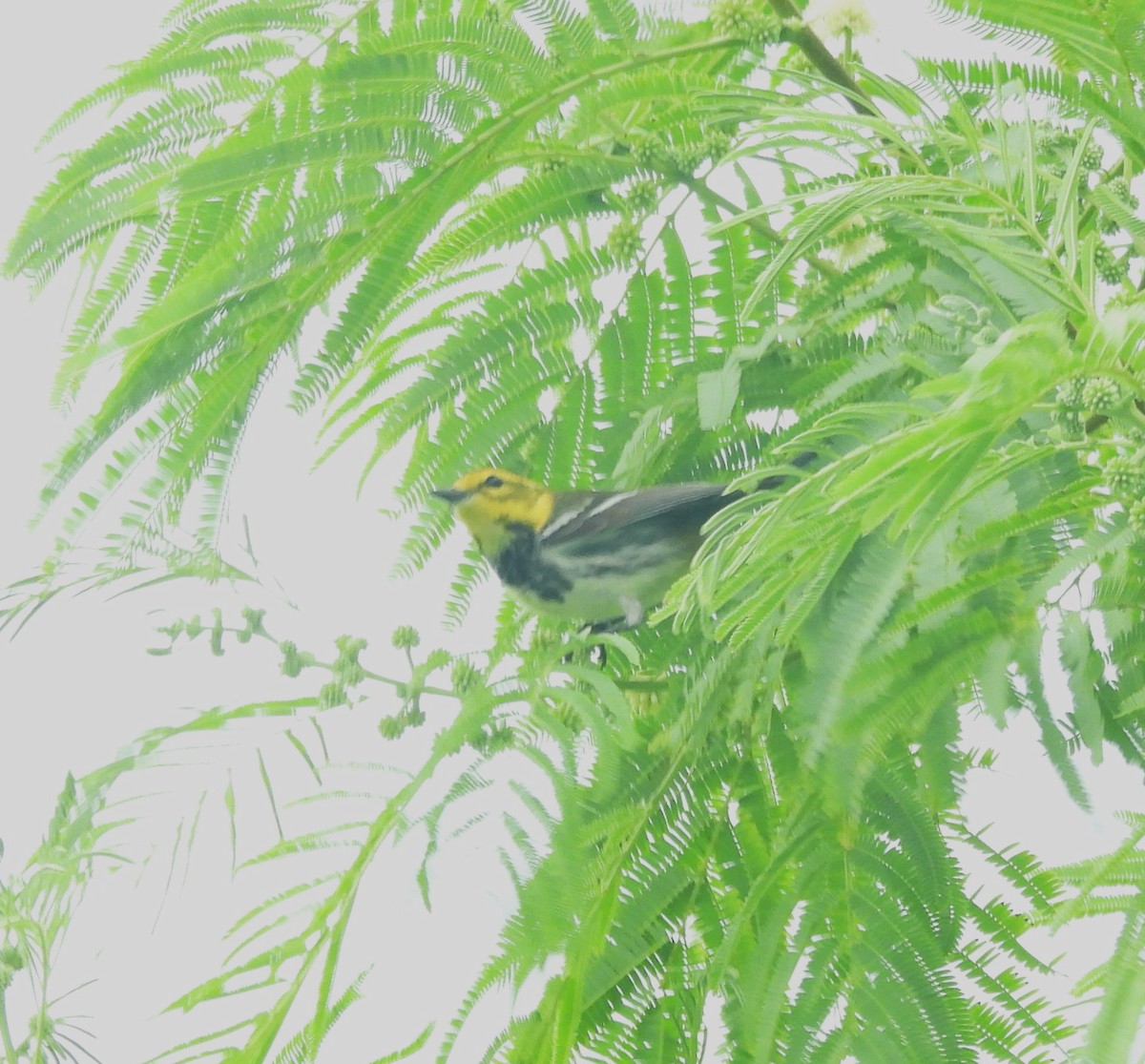 Black-throated Green Warbler - Derek Heins