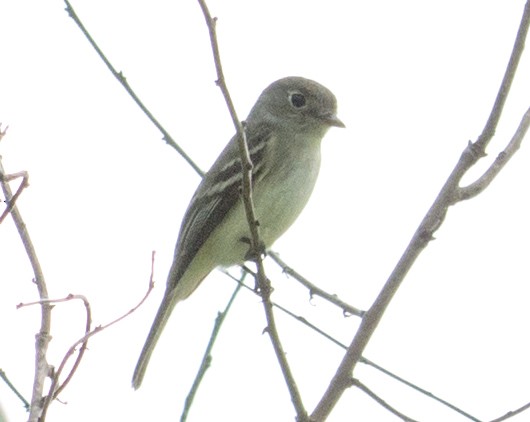 Least Flycatcher - Jack and Shirley Foreman