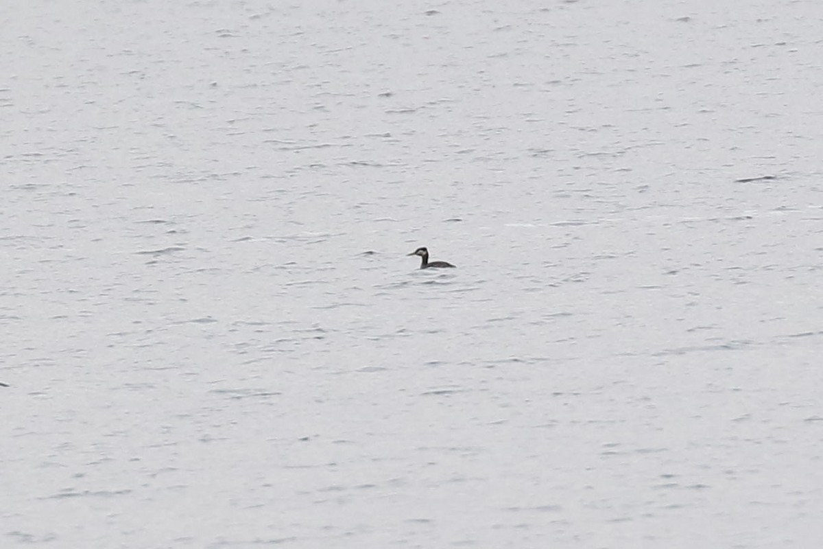 Red-necked Grebe - ML618562965