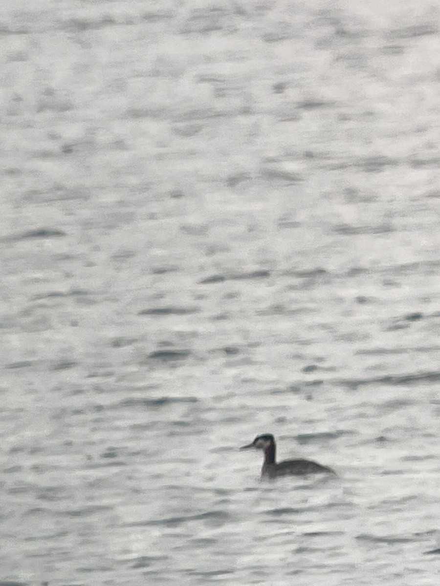 Red-necked Grebe - ML618562966
