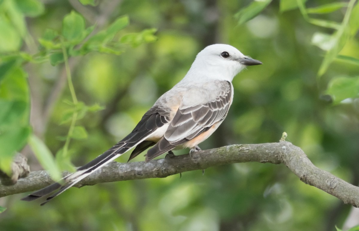 Scissor-tailed Flycatcher - Jack and Shirley Foreman