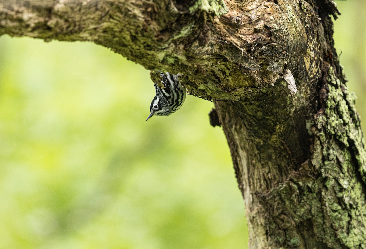 Black-and-white Warbler - ML618562988