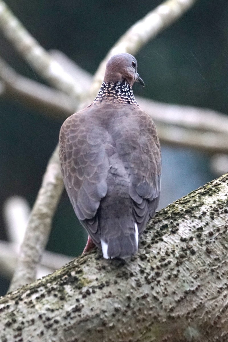 Spotted Dove - ML618563001