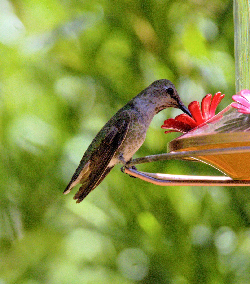 Anna's Hummingbird - ML618563046