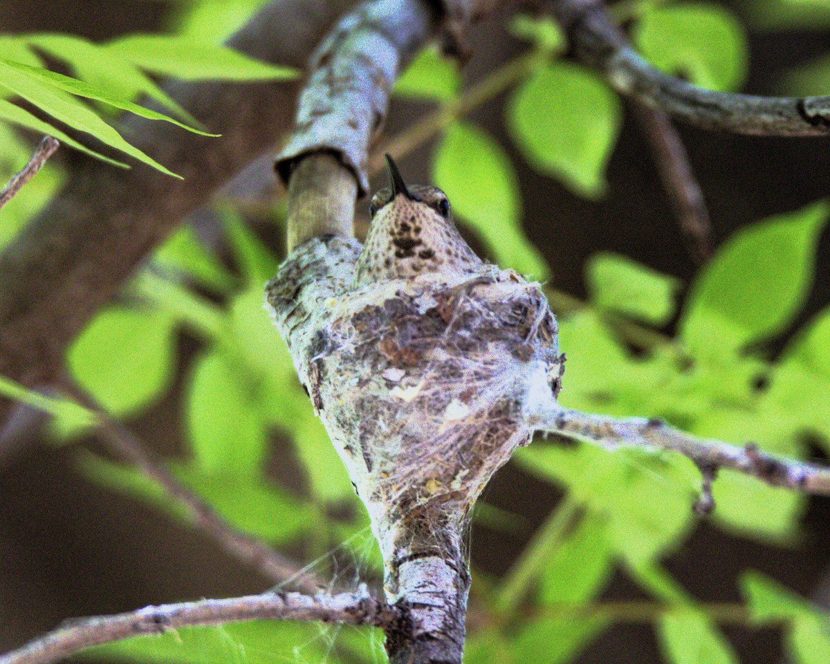 Anna's Hummingbird - ML618563047