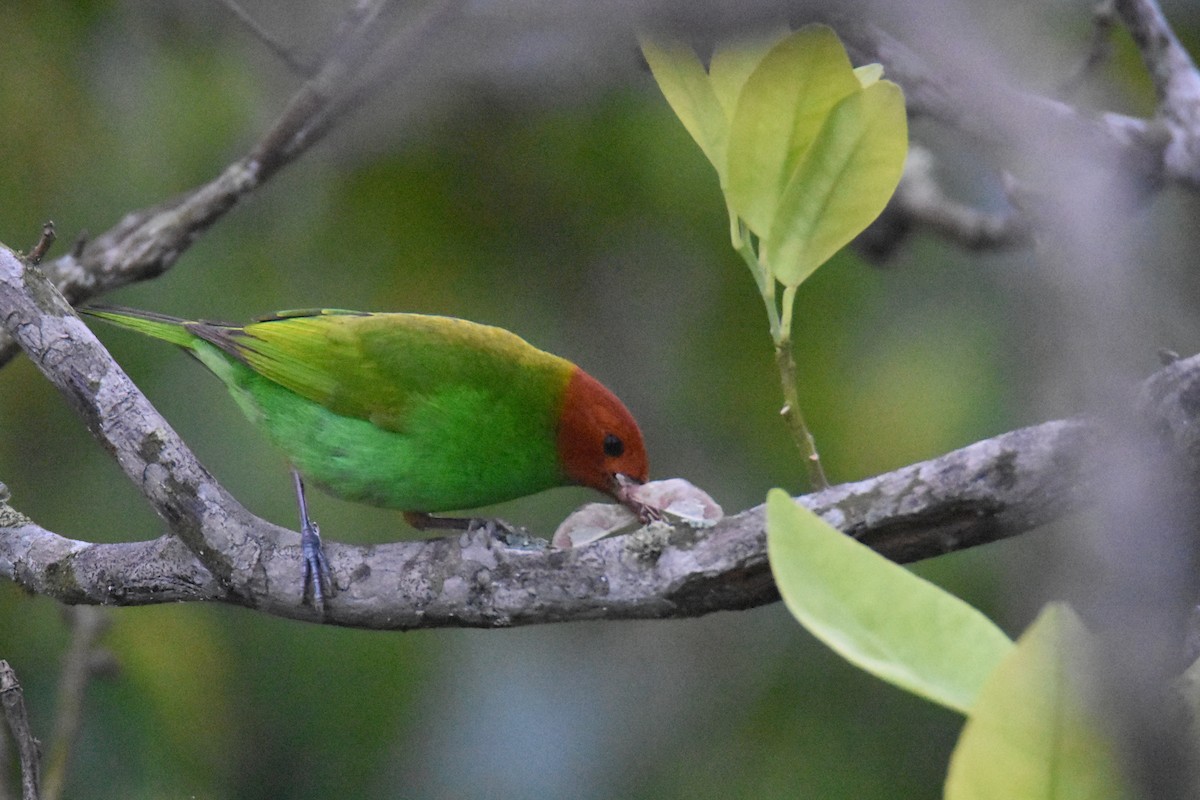 Bay-headed Tanager (Bay-and-green) - ML618563055