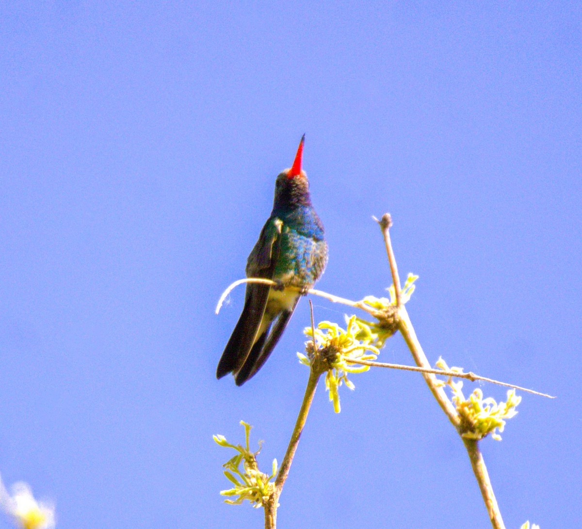 Broad-billed Hummingbird - ML618563089