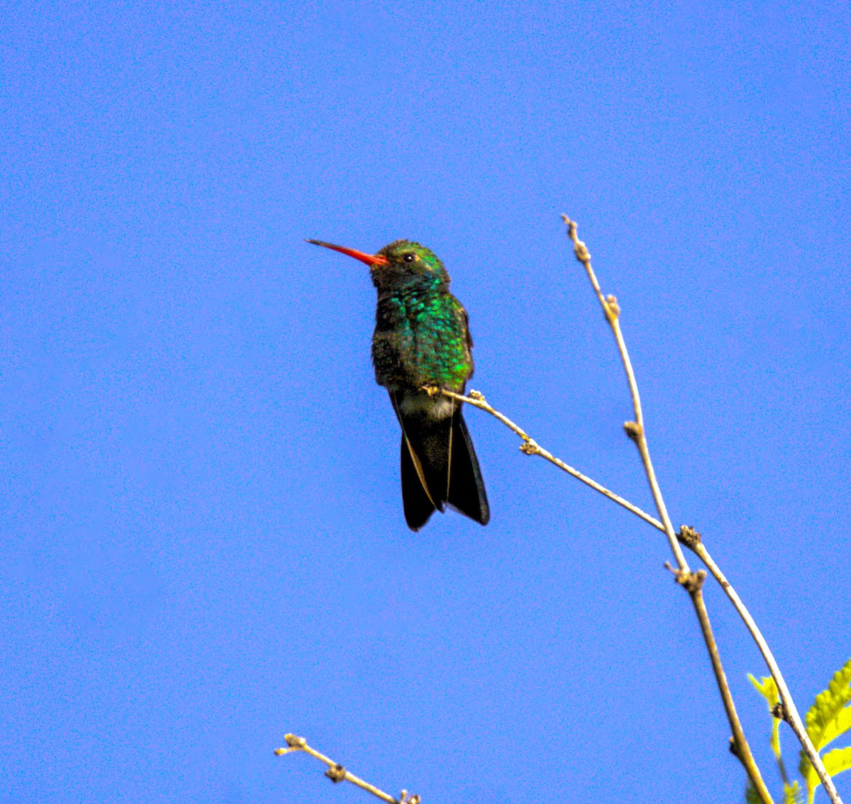Broad-billed Hummingbird - ML618563090