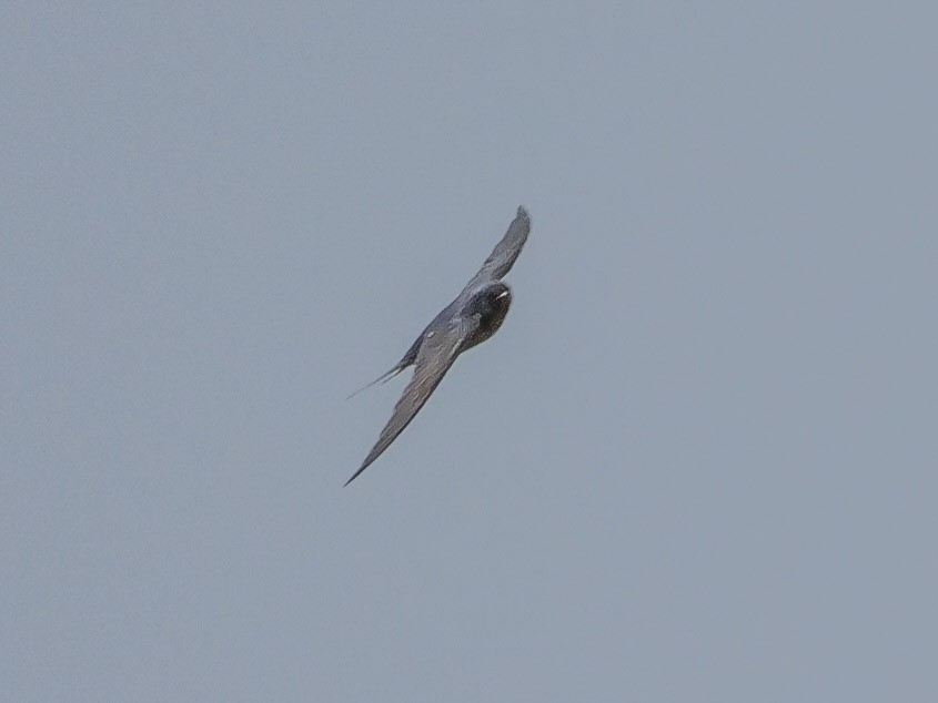 Barn Swallow (American) - ML618563095